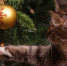 Выборгский замок предлагает наряжать новогоднюю елку вместе - Газета Выборг