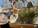 Город кошек